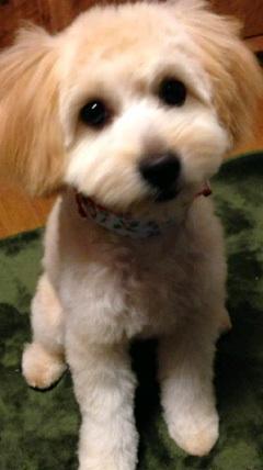 ミックスのブリーダー 兵庫県 の子犬のページです