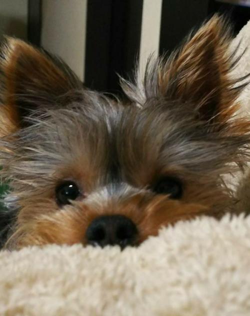 ヨークシャーテリアのブリーダー 千葉県 の子犬のページです