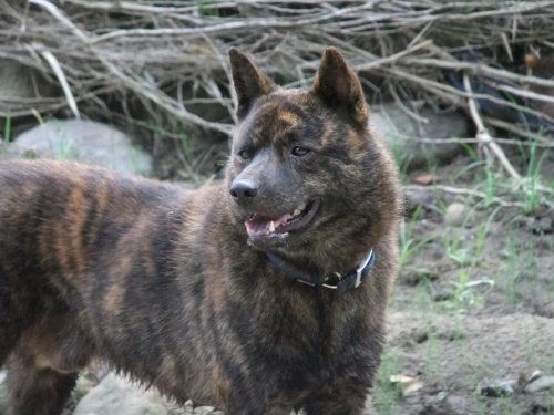 伊藤健一ブリーダー 大分県 の甲斐犬の成犬 親犬 の詳細情報です
