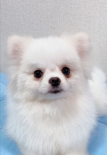 ポメラニアンの子犬(ID:1233611034)の1枚目の写真/更新日:2021-10-20