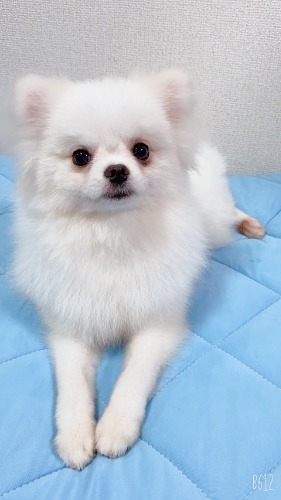 ポメラニアンの子犬(ID:1233611034)の2枚目の写真/更新日:2021-10-20